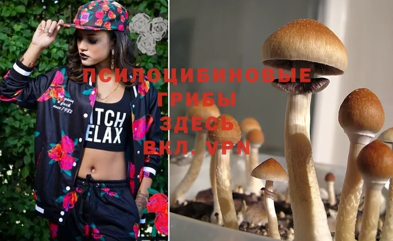 Псилоцибиновые грибы Psilocybe  Вольск 